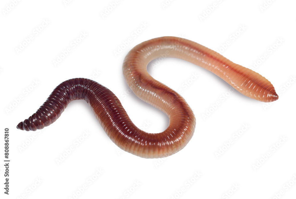 Wet earthworm isolated on white background Wet earthworm isolated on white background