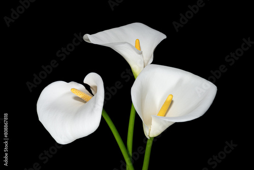 White calla lilies on black