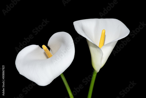 Calla lilies on black background