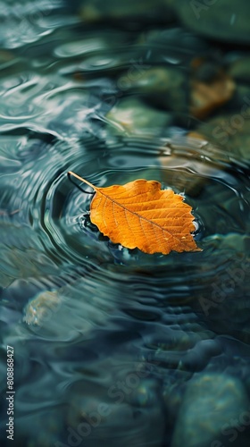 a leaf gliding along a tranquil water current