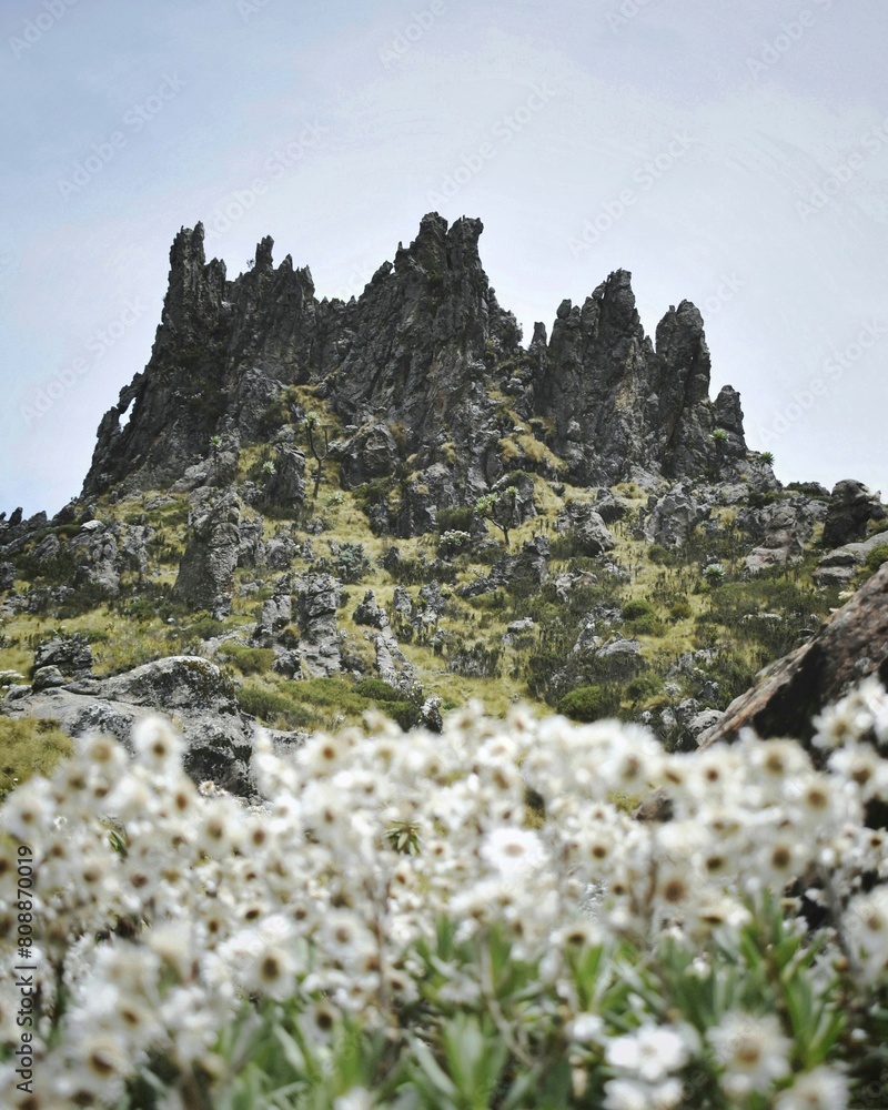 Flowers with unique rock formations in Mt Satima, Kenya. Flowers with unique rock formations in Mt Satima, Kenya.