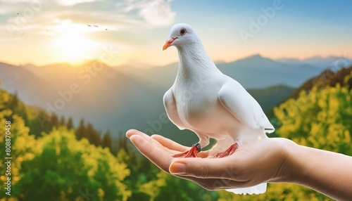 person holding a bird in the field, International Day of Peace or World Peace Day Concept white pigeon and hand in nature background.