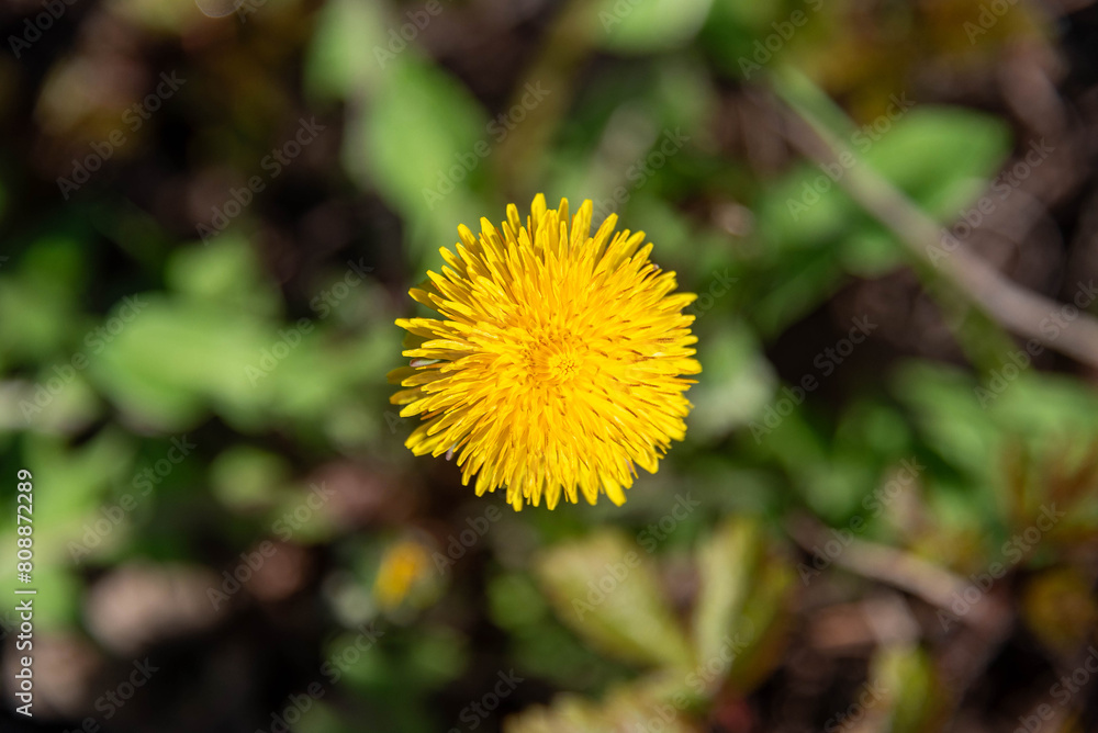 Close-up of blooming yellow flower of dandelion Taraxacum officinale on the background of blurred green leaves. Close-up of blooming yellow flower of dandelion Taraxacum officinale on the background of blurred green leaves.