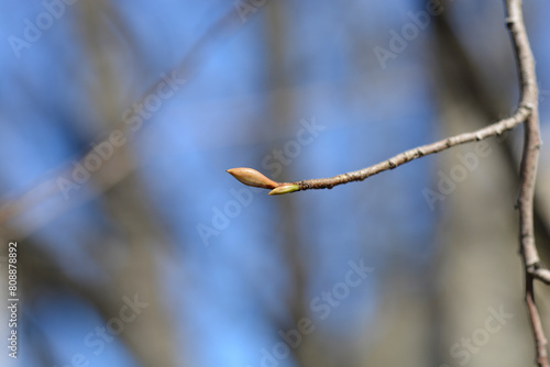 Chinese winter hazel branch with buds photo