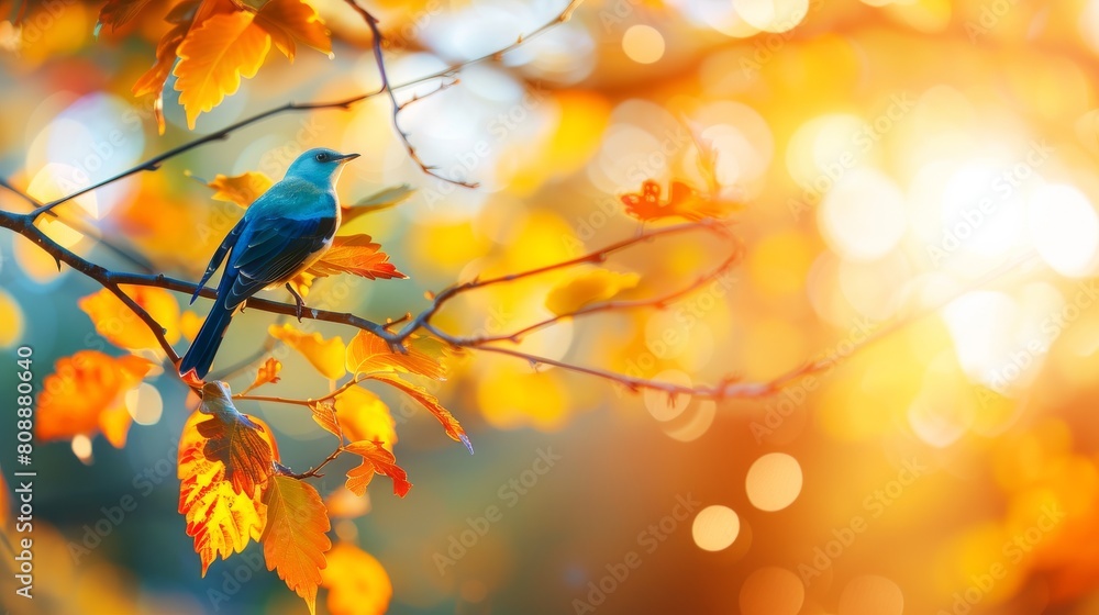 autumn leaves in the sun autumn leaves in the sun