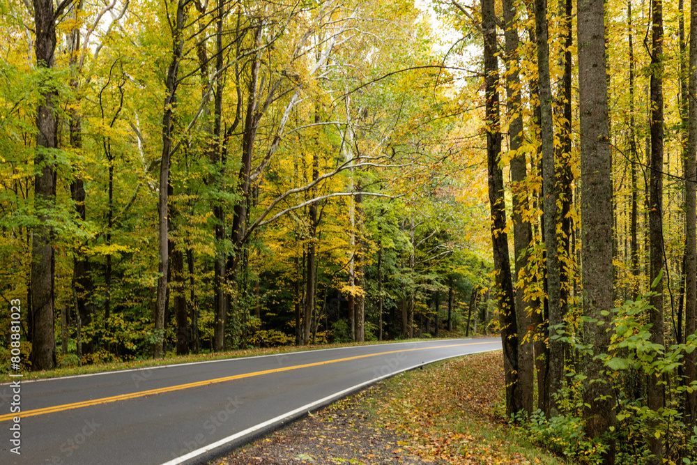 Road through the Autumn Woods