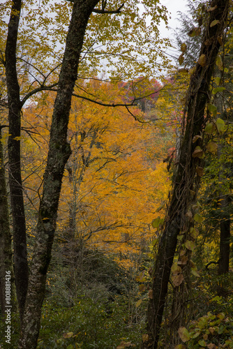 Autumn woods in the mountains