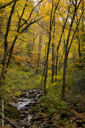 Autumn woods in the mountains