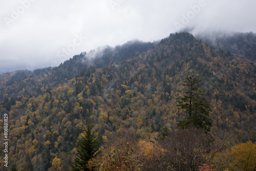 Autumn woods in the mountains