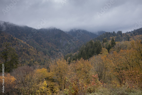 Autumn woods in the mountains