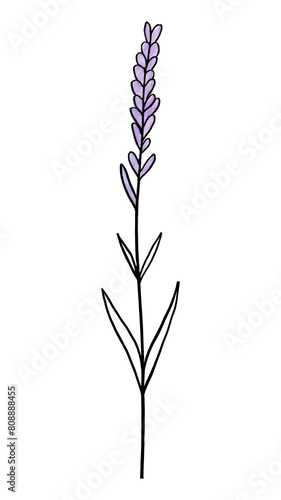PNG  Lavandula lavender drawing flower. 