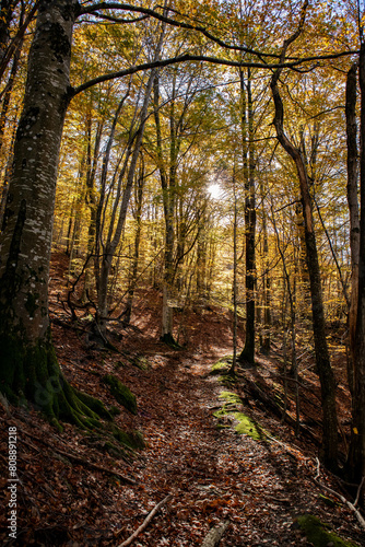 Sentiero per il Santuario della Madonna del Faggio, Porretta Terme, provincia di Bologna, Emilia Romagna