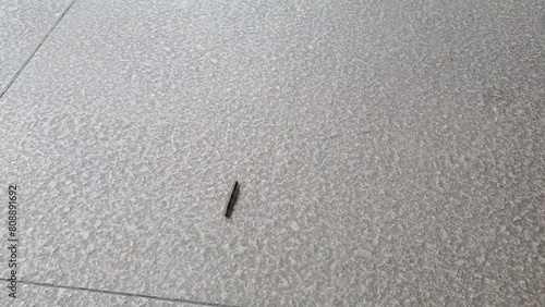 A millipede worm is crawling on the floor photo