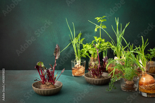 Growing from organic waste, sprouting carrots and beets at home, onions and celery and garlic, healthy and tasty vegetable haulm on the greens background photo