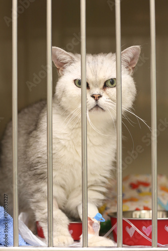 Sick cat in vet hospital close up photo. High quality photo