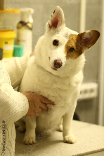 Sick dog in vet hospital close up photo. High quality photo