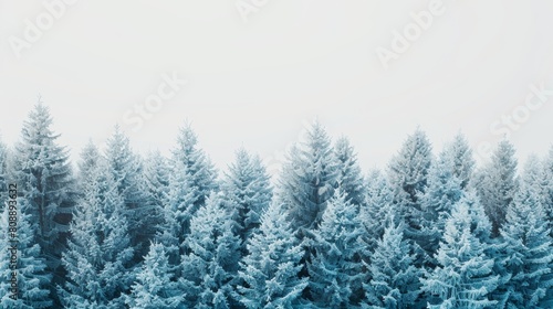 Serene and mystical winter forest scene with dense frost-covered trees in a foggy atmosphere © lemoncraft