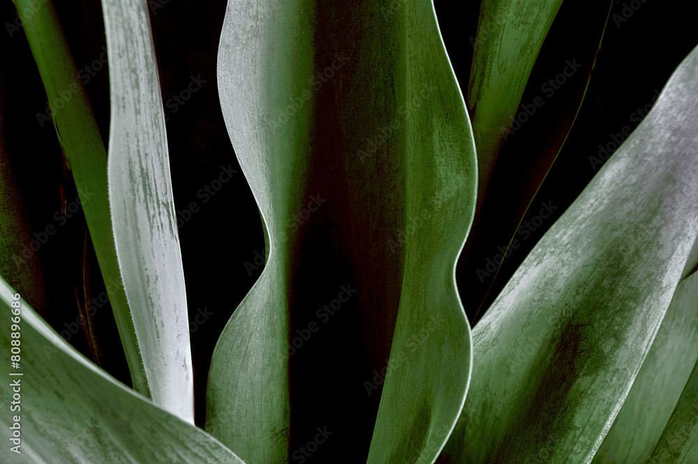 Fototapeta close up of a plant, nacka, sverige,sweden,Mats, stockholm