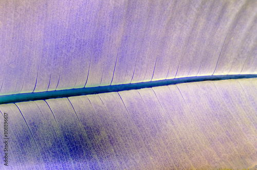 Photography macro on leaf, nacka, sverige,sweden,Mats, stockholm