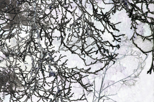 branches of a tree, nacka, sverige,sweden,Mats, stockholm