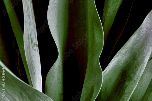 Photography close up of a plant, nacka, sverige,sweden,Mats, stockholm