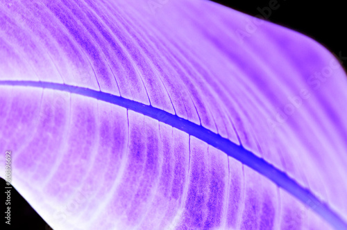 Photography close up of a flower, nacka, sverige,sweden,Mats, stockholm