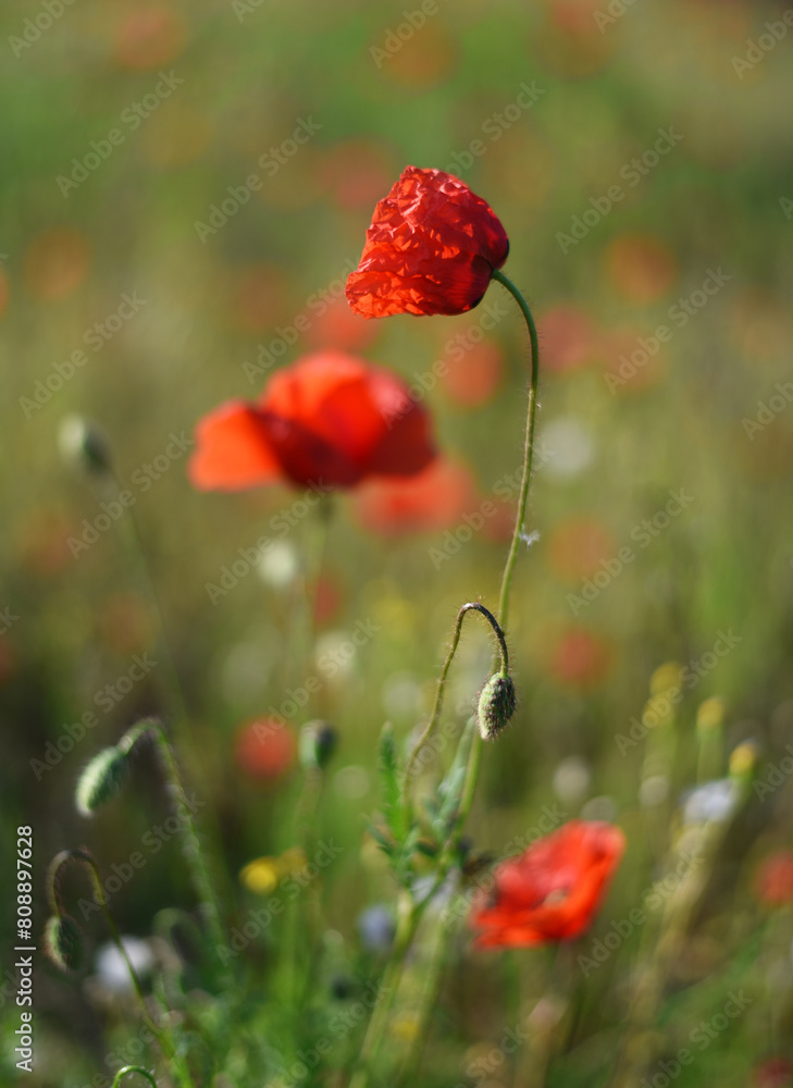 Obraz na plátně Poppy field in flowering season