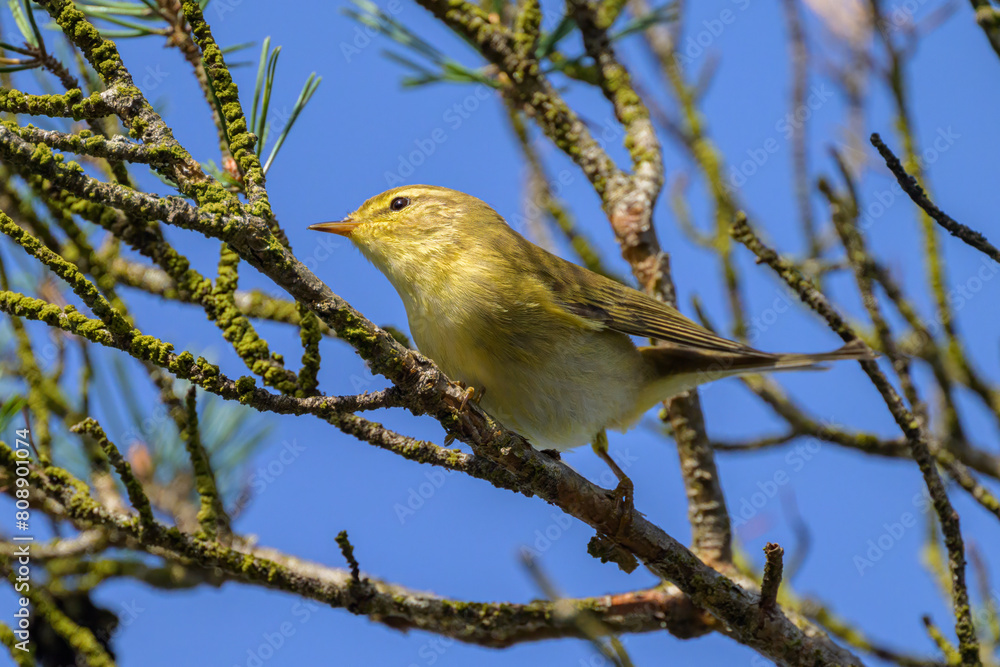 A Willow Warbler sitting on a twig A Willow Warbler sitting on a twig
