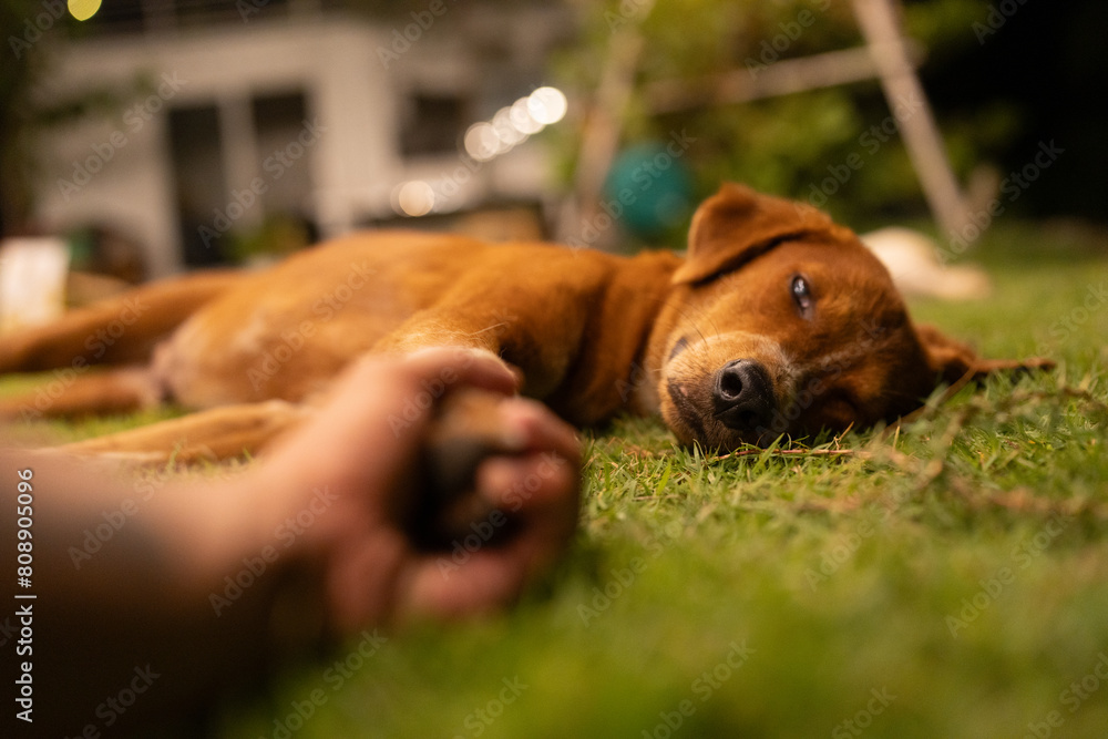Adorable Purebred Puppy Relaxing on Green Grass: A Portrait of a Sleepy Dog Lying in Nature, Showcasing its Cute, Funny, and Happy Disposition Against a Beautiful Background