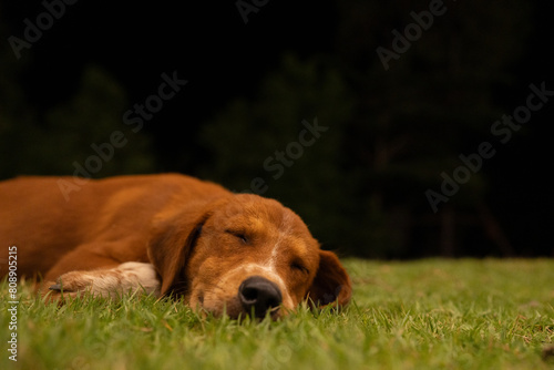 Adorable Purebred Puppy Relaxing on Green Grass: A Portrait of a Sleepy Dog Lying in Nature, Showcasing its Cute, Funny, and Happy Disposition Against a Beautiful Background