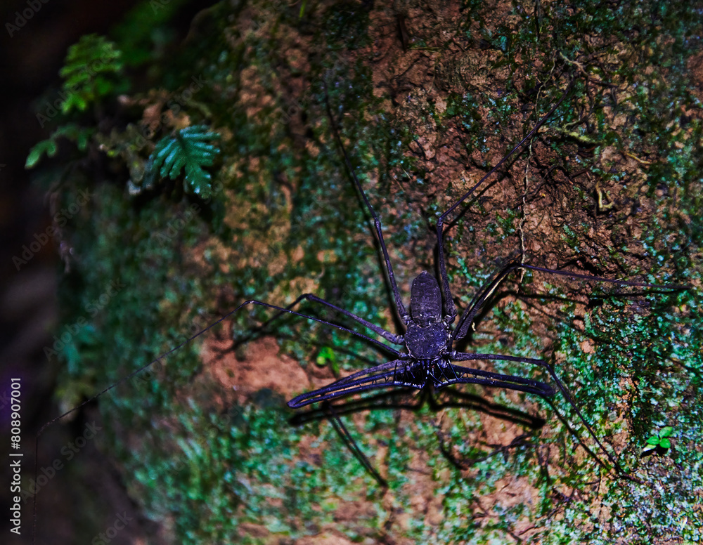 Whip Spider (Phrynidae) or Phrynus operculatus at night in the Cuyabeno wildlife reserve, Amazon rainforest, Ecuador, South America Whip Spider (Phrynidae) or Phrynus operculatus at night in the Cuyabeno wildlife reserve, Amazon rainforest, Ecuador, South America