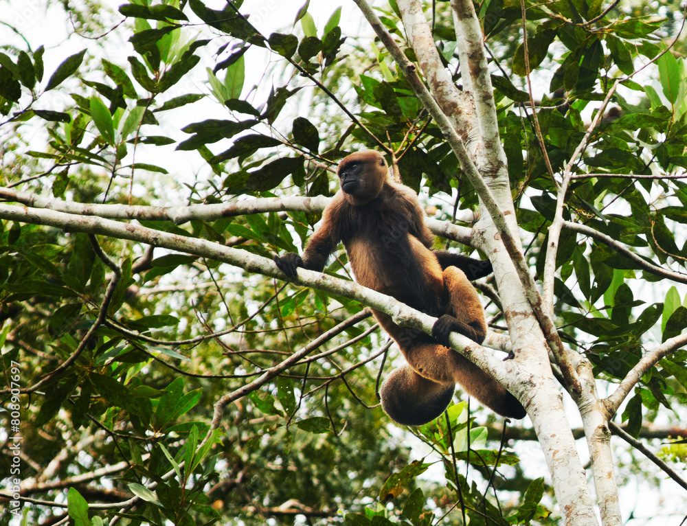 Woolly monkey in the Cuyabeno wildlife reserve, Amazon rainforest, Ecuador, South America Woolly monkey in the Cuyabeno wildlife reserve, Amazon rainforest, Ecuador, South America