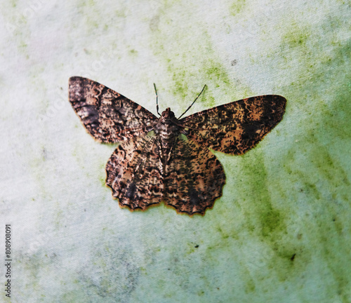 Moth in the Maquipucuna Cloudforest, Ecuador, South America  photo