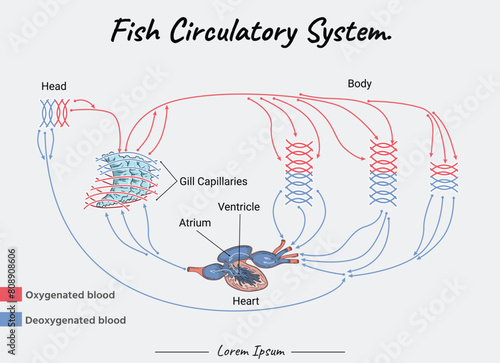 Fish Circulatory System