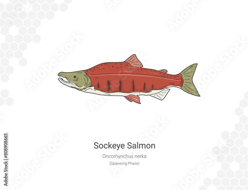 Sockeye Salmon - Oncorhynchus nerka illustration flat photo