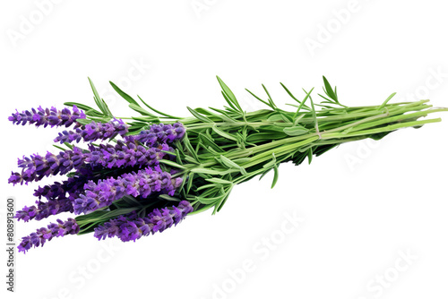 A beautiful image of lavender flowers