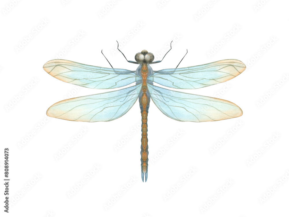 Blue orange Dragonfly. Summer flying insect. damselfly in Art Nouveau style. Top side, macro view. Watercolor illustration. For wedding invitations, birthday cards, greetings. Blue orange Dragonfly. Summer flying insect. damselfly in Art Nouveau style. Top side, macro view. Watercolor illustration. For wedding invitations, birthday cards, greetings.