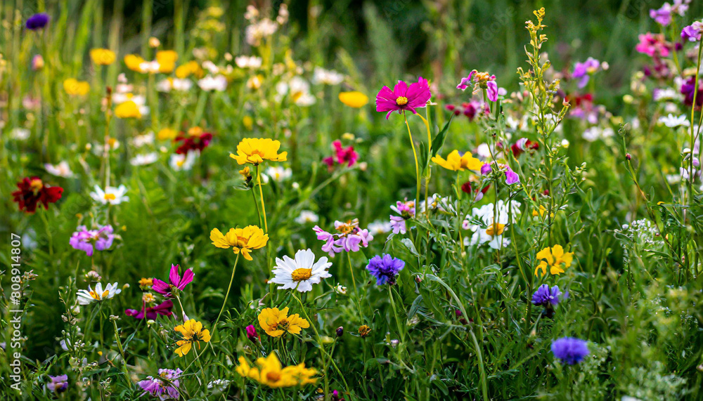 Multi-colored beautiful wildflowers bloom on a green meadow. Warm summer evening.