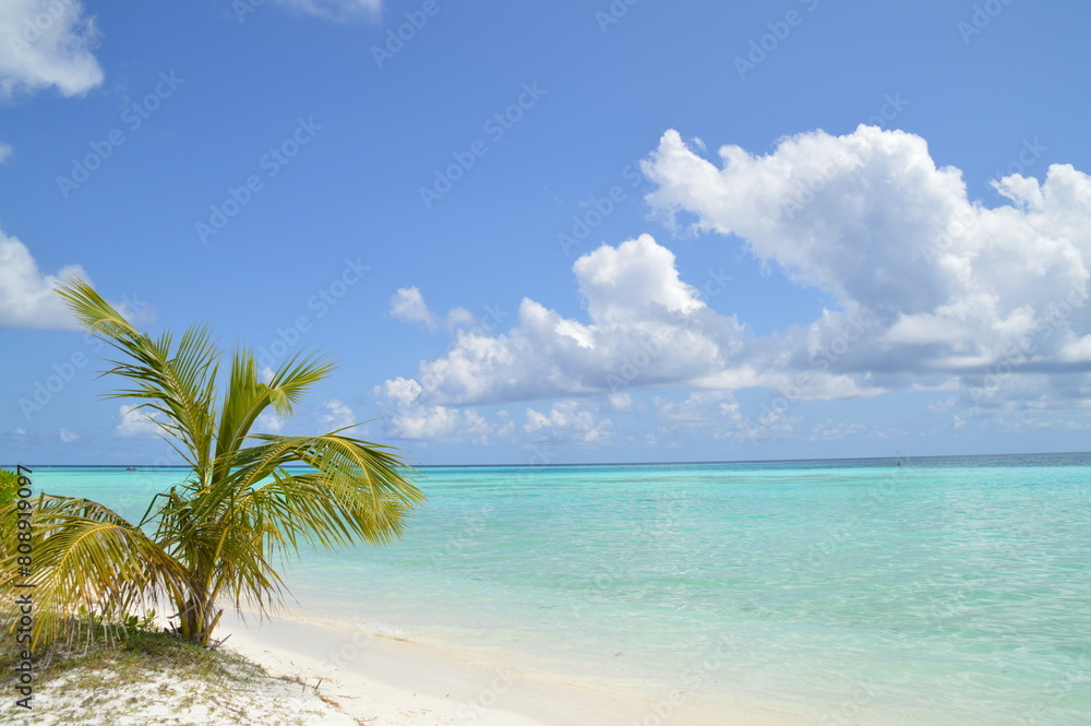 beach with coconut trees