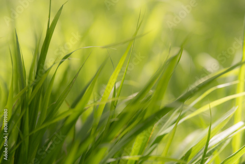 Lush Green Grass in Soft Light