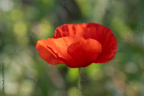 Vivid Red Poppy in Natural Green Backdrop