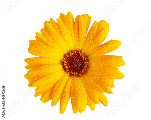 Orange Marigold flower isolated on white or transparent background. Calendula medicinal plant, herbal medicine and natural ingredient for skincare beauty products.