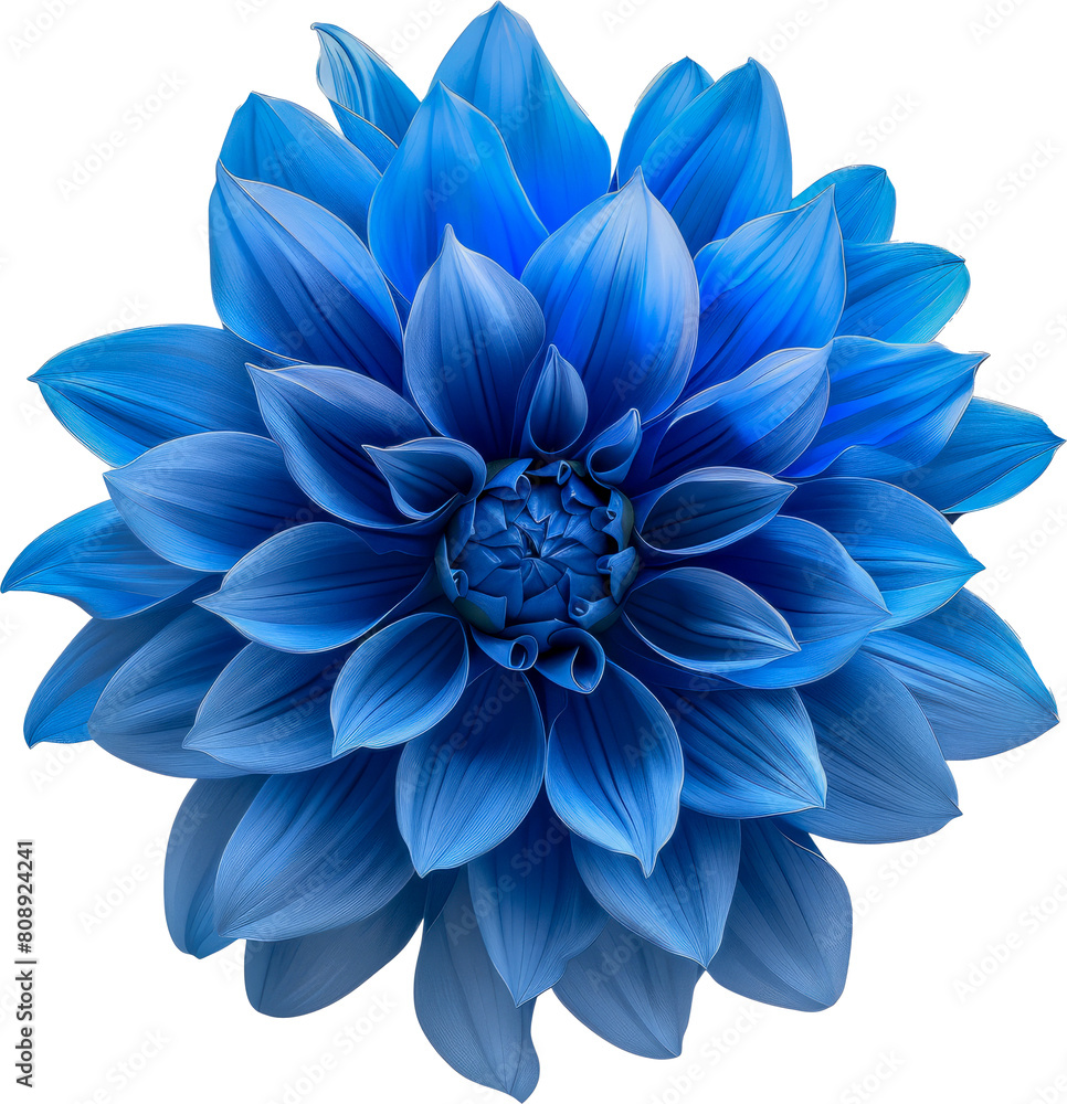 Vibrant blue flower macro cut out on transparent background