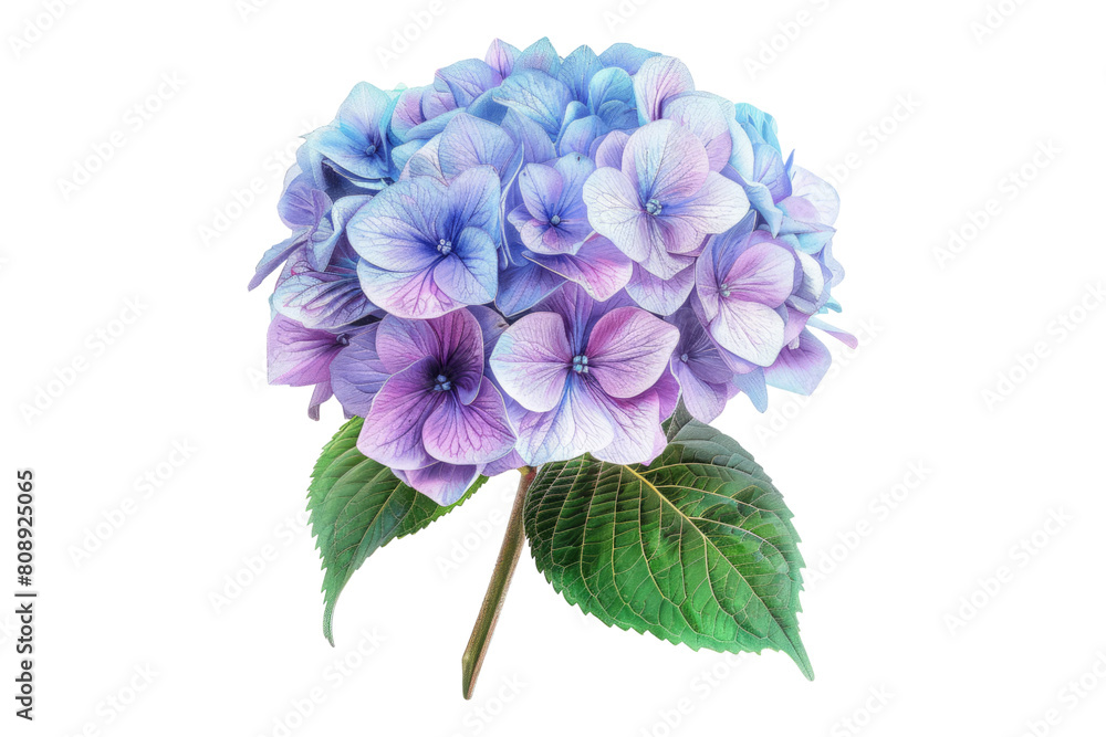 Hydrangea flower Isolated on transparent background Hydrangea flower Isolated on transparent background
