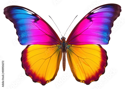 PNG Butterfly animal insect white background. © Rawpixel.com