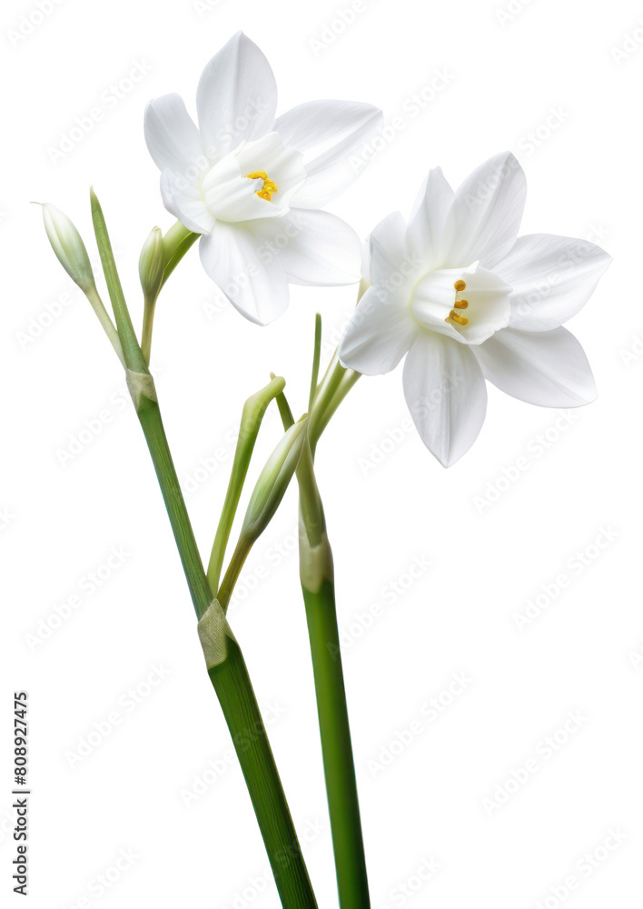 PNG Spring flower blossom plant white. PNG Spring flower blossom plant white.