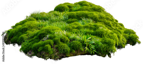 Lush green moss and small plants isolated cut out on transparent background