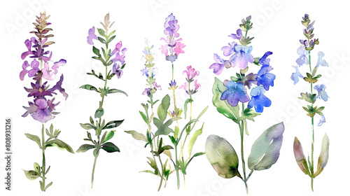 Watercolor clipart of four beefriendly garden flowers Lavender  Thyme  Borage  Sage inviting and beneficial  isolated on transparent background