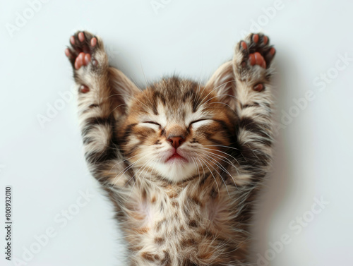 small kitten seen from above sleeeping with hands up, hilarious image , white background  photo