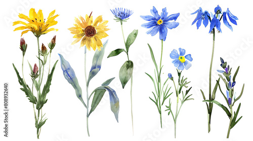 Collection of mountain meadow flowers Arnica, Bellflower, Edelweiss, Gentian high altitude allure in watercolor, isolated on transparent background photo